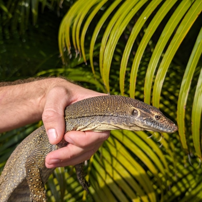 Buy 2024 water monitor